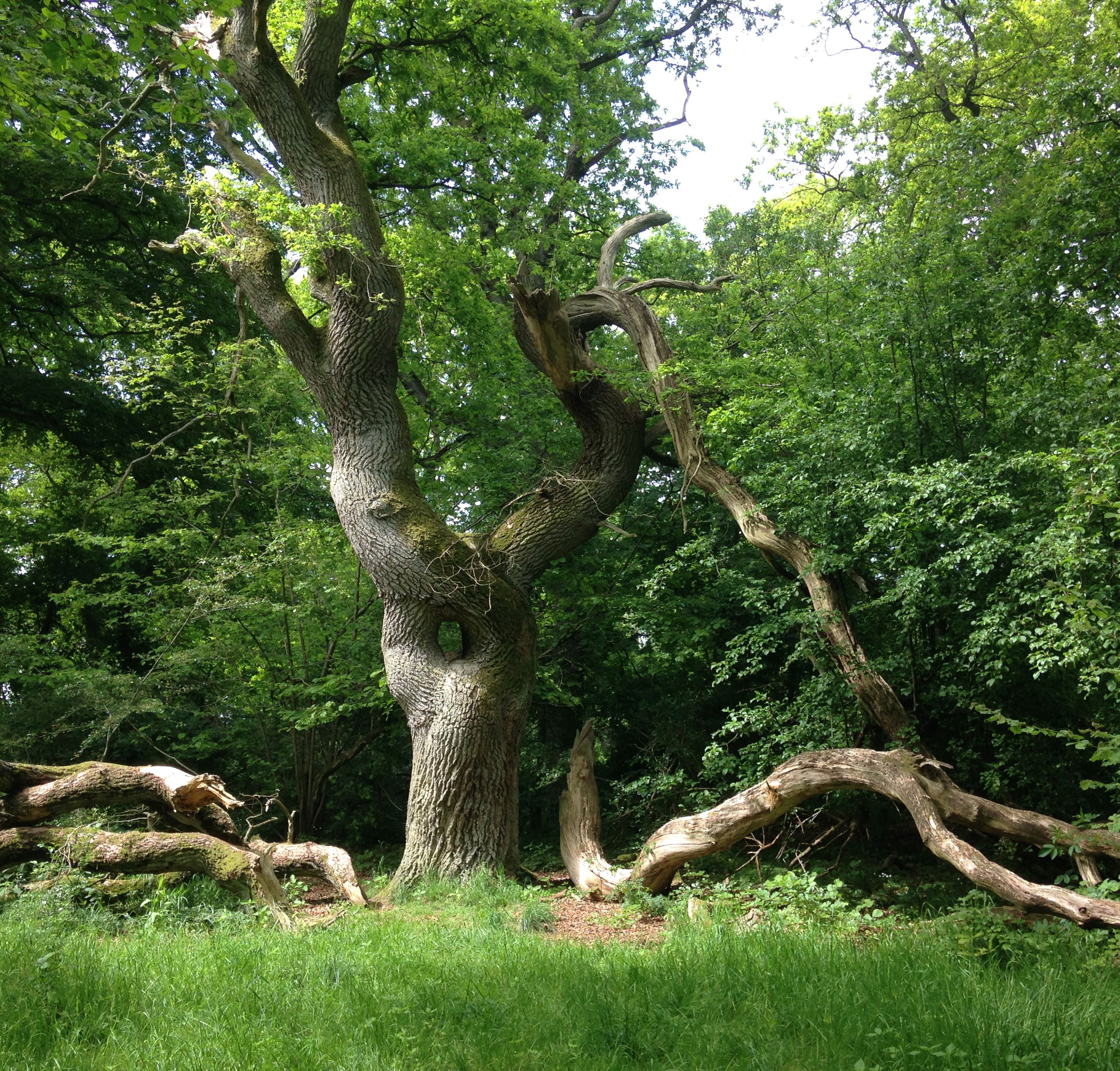 Langå Egeskov