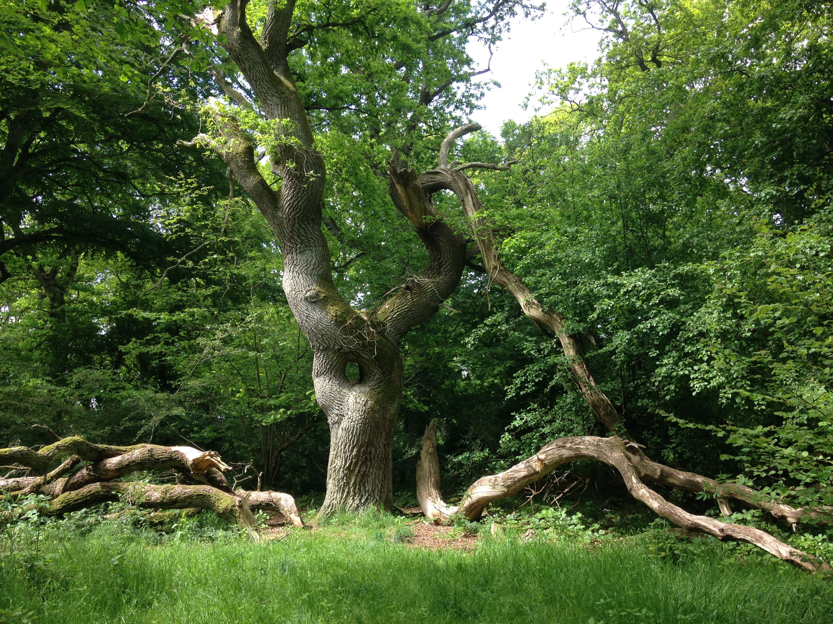 Langå Egeskov