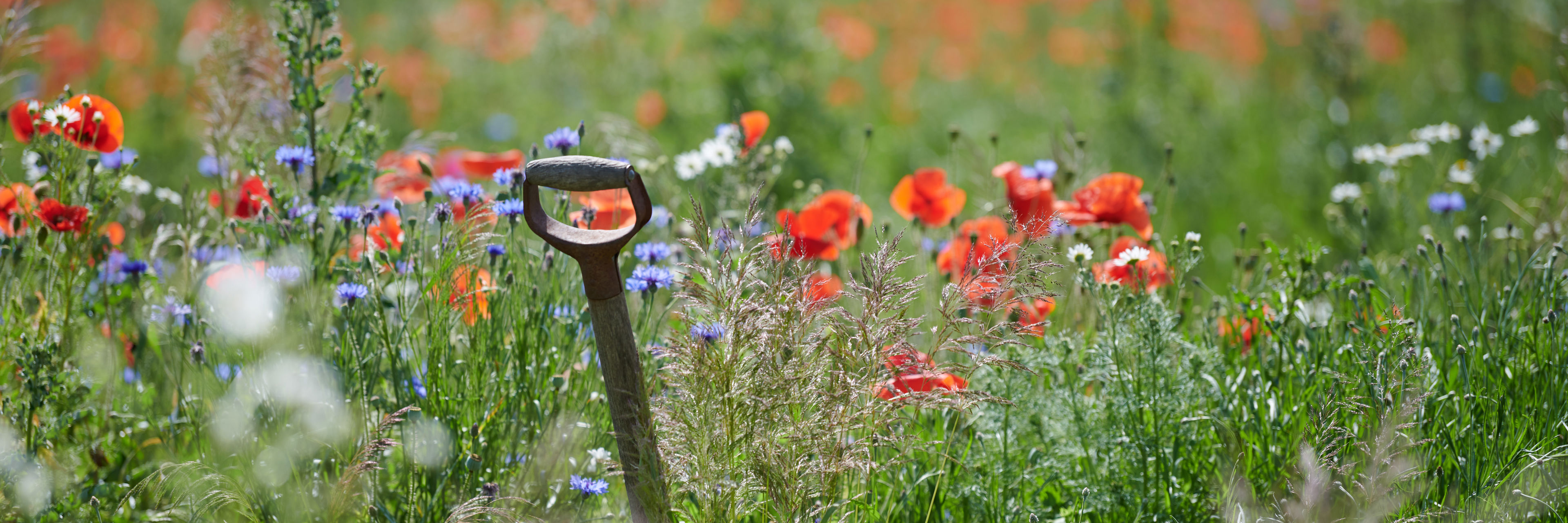 Havegreb i blomsterflor