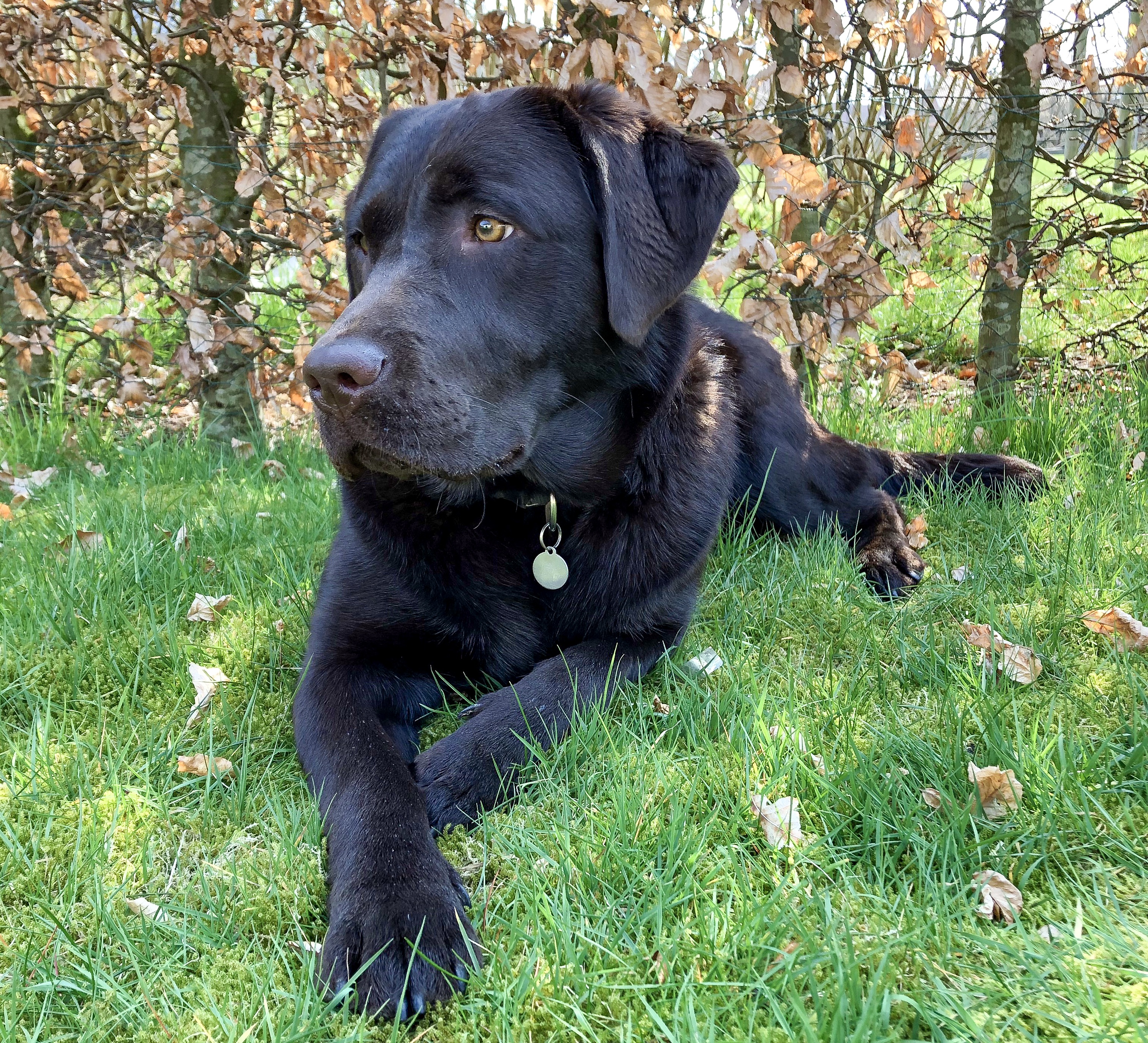 Hund