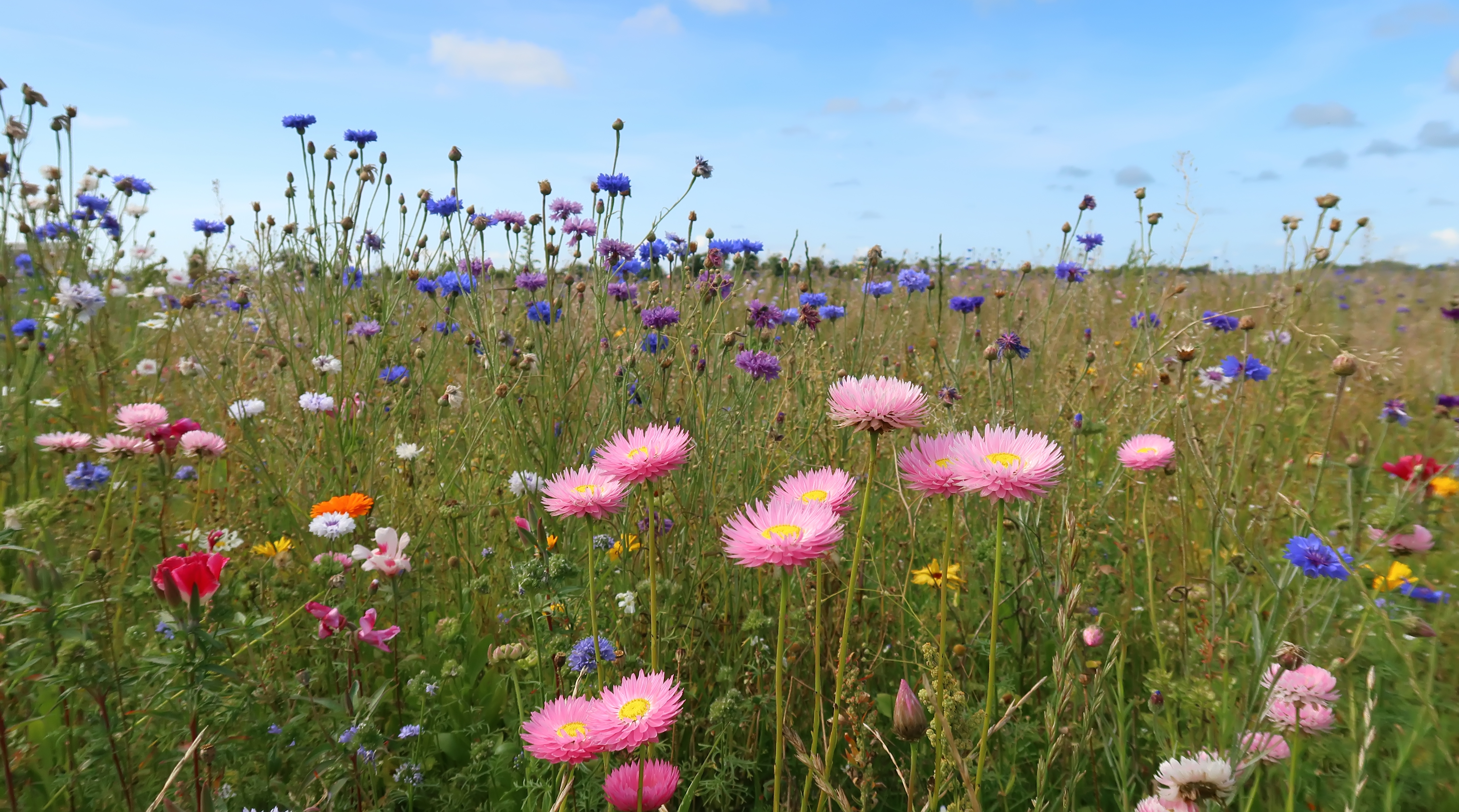 Blomstermark