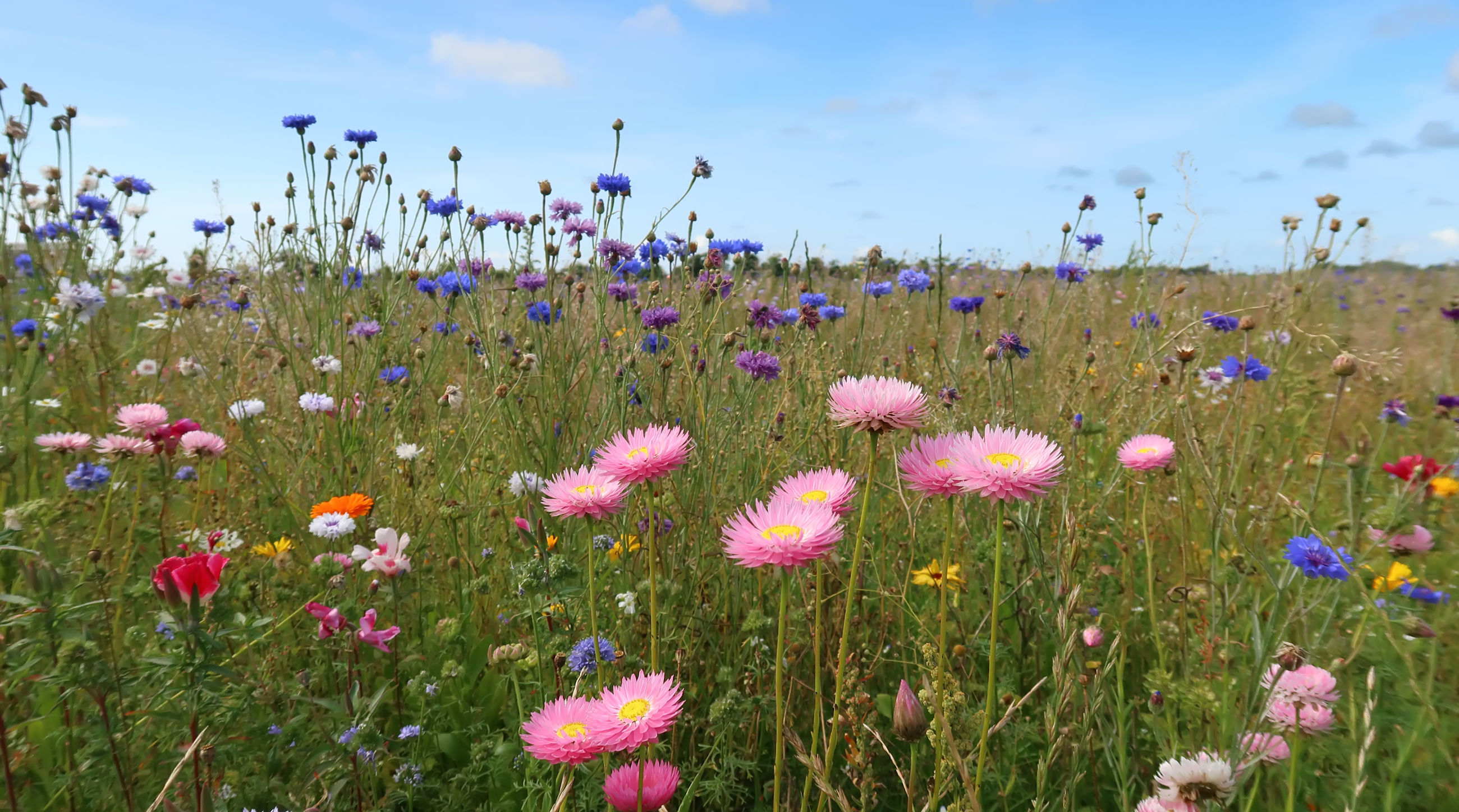Blomstermark