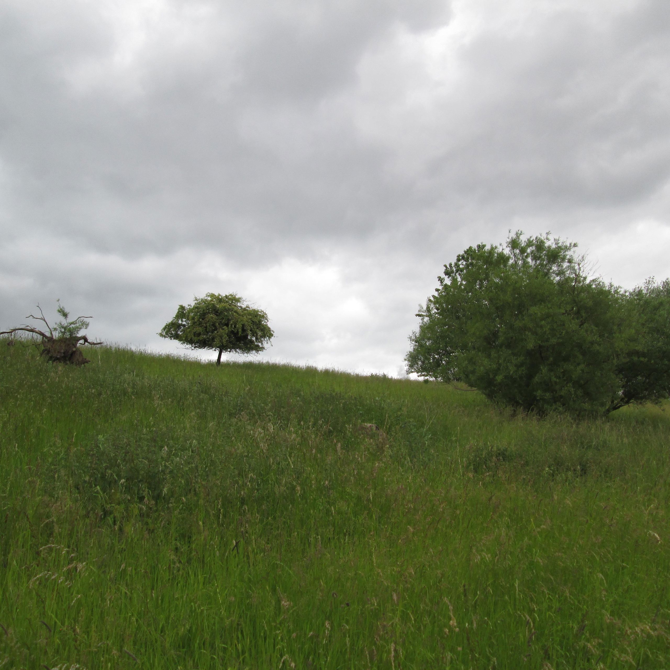 Skovholmen