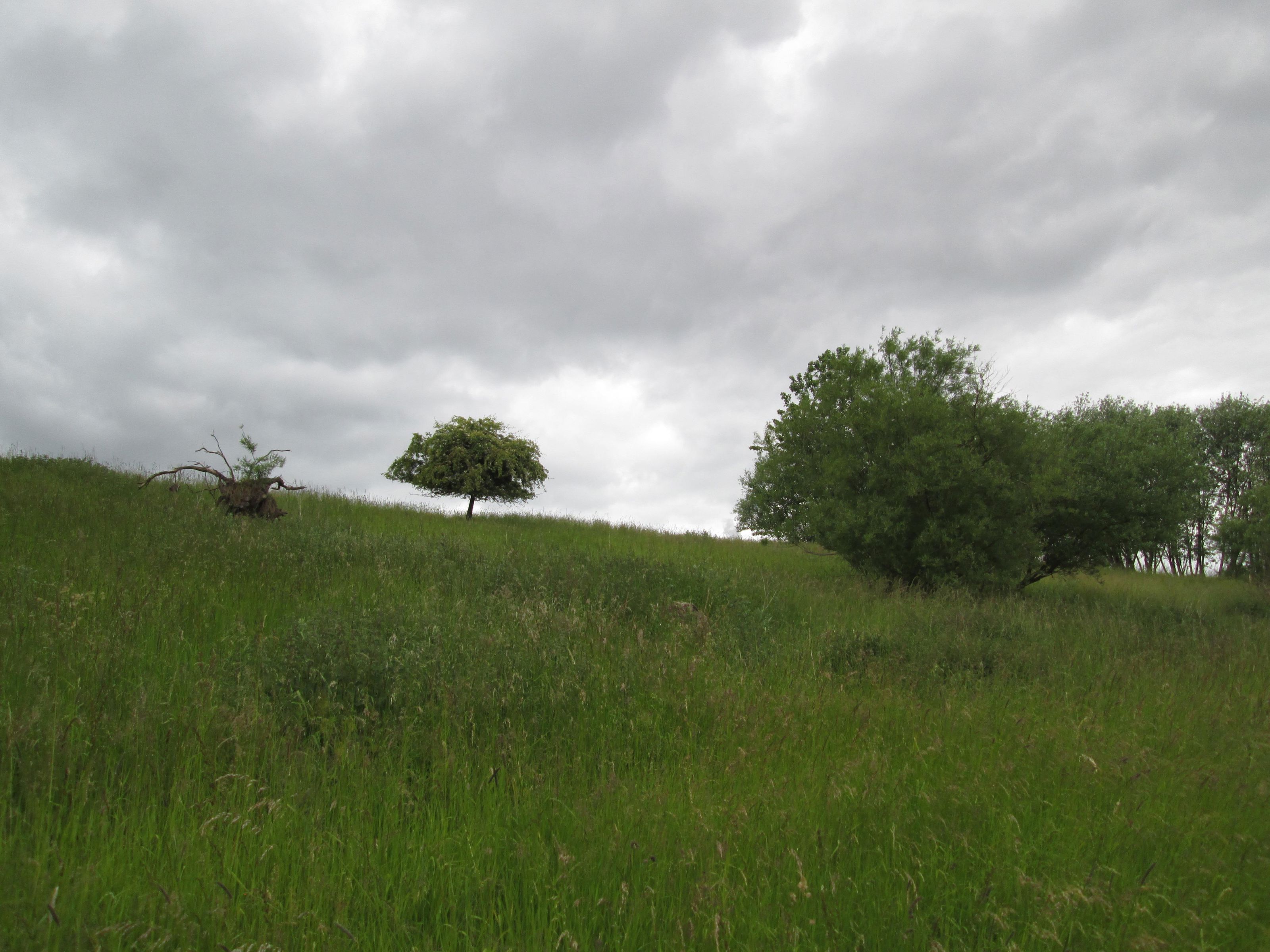Skovholmen